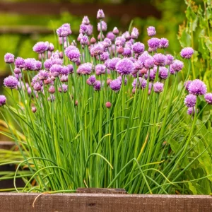 Set of 2 Chives Live Plant, 4in Tall, Culinary Herb, Indoor/Outdoor - Image 2
