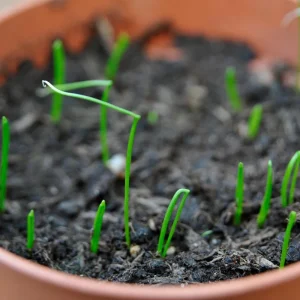 Set of 2 Chives Live Plant, 4in Tall, Culinary Herb, Indoor/Outdoor - Image 3