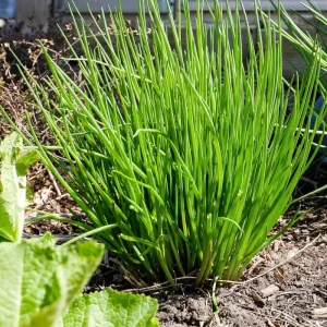 Set of 2 Chives Live Plant, 4in Tall, Culinary Herb, Indoor/Outdoor - Image 4
