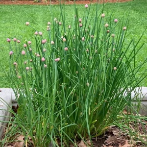 Set of 2 Chives Live Plant, 4in Tall, Culinary Herb, Indoor/Outdoor - Image 6