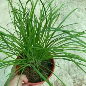 Set of 2 Chives Live Plant, 4in Tall, Culinary Herb, Indoor/Outdoor - Image 7