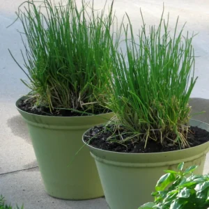 Set of 2 Chives Live Plant, 4in Tall, Culinary Herb, Indoor/Outdoor - Image 8