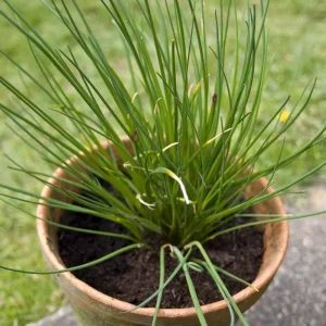Set of 2 Chives Live Plant, 4in Tall, Culinary Herb, Indoor/Outdoor - Image 9