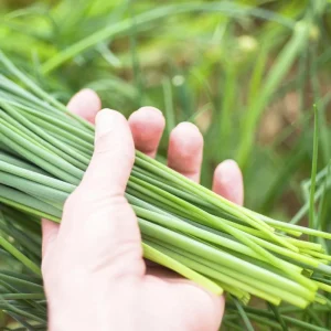 Set of 2 Chives Live Plant, 4in Tall, Culinary Herb, Indoor/Outdoor - Image 1