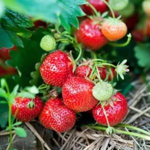 Set of 2 Ever-Bearing Strawberry Live Plants – 3 inch Pots – Outdoor Edible Fruit - Image 2