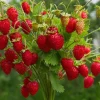 Set of 2 Ever-Bearing Strawberry Live Plants – 3 inch Pots – Outdoor Edible Fruit - Image 1