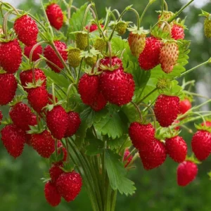 Set of 2 Ever-Bearing Strawberry Live Plants – 3 inch Pots – Outdoor Edible Fruit - Image 1