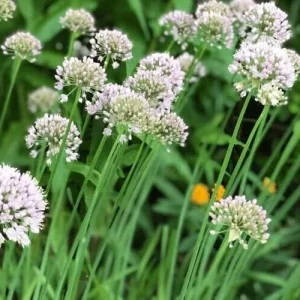 Set of 2 Garlic Chives Live Plant 4in Tall - Culinary Herb - Image 1