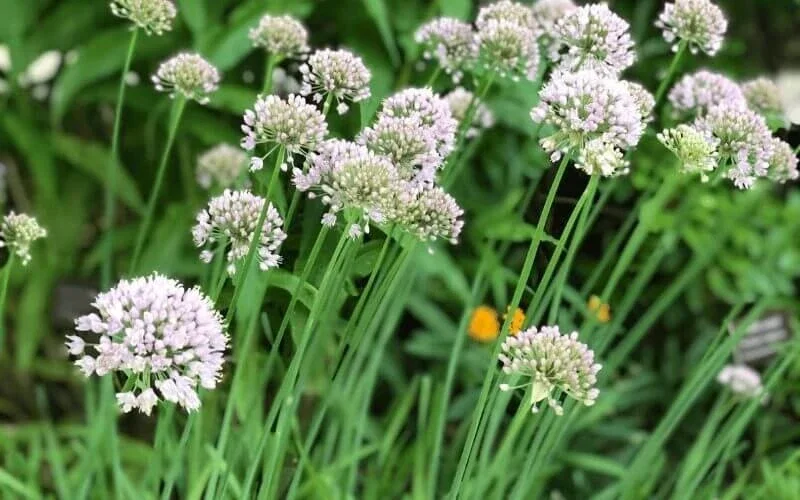 Set of 2 Garlic Chives Live Plant 4in Tall - Culinary Herb - Image 1