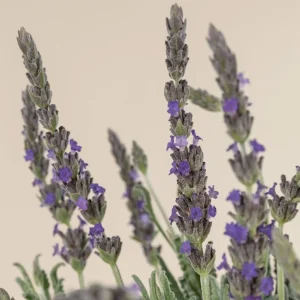 Set of 2 Lavender Live Plants – 3-6" Tall – Fragrant Herb for Garden, Pollinators & Containers - Image 2