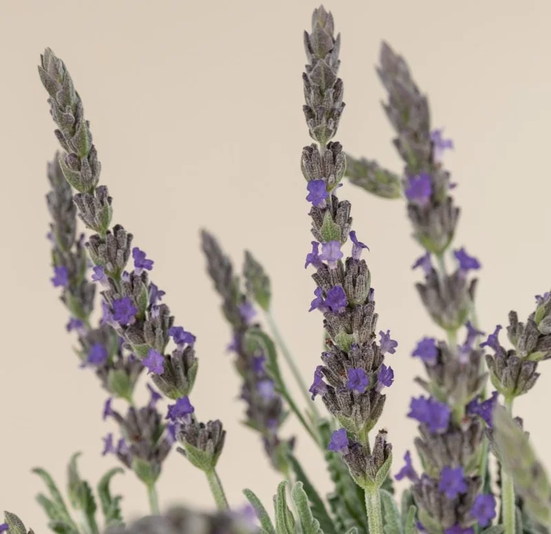 Set of 2 Lavender Live Plants – 3-6" Tall – Fragrant Herb for Garden, Pollinators & Containers - Image 2