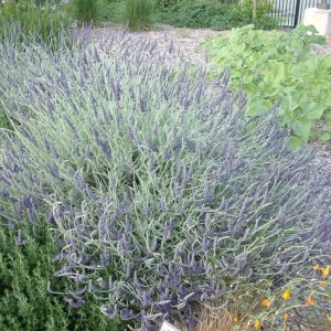 Set of 2 Lavender Live Plants – 3-6