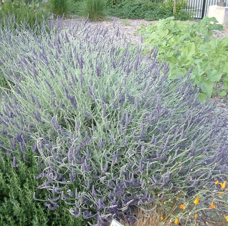 Set of 2 Lavender Live Plants – 3-6" Tall – Fragrant Herb for Garden, Pollinators & Containers - Image 3
