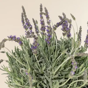 Set of 2 Lavender Live Plants – 3-6" Tall – Fragrant Herb for Garden, Pollinators & Containers - Image 1