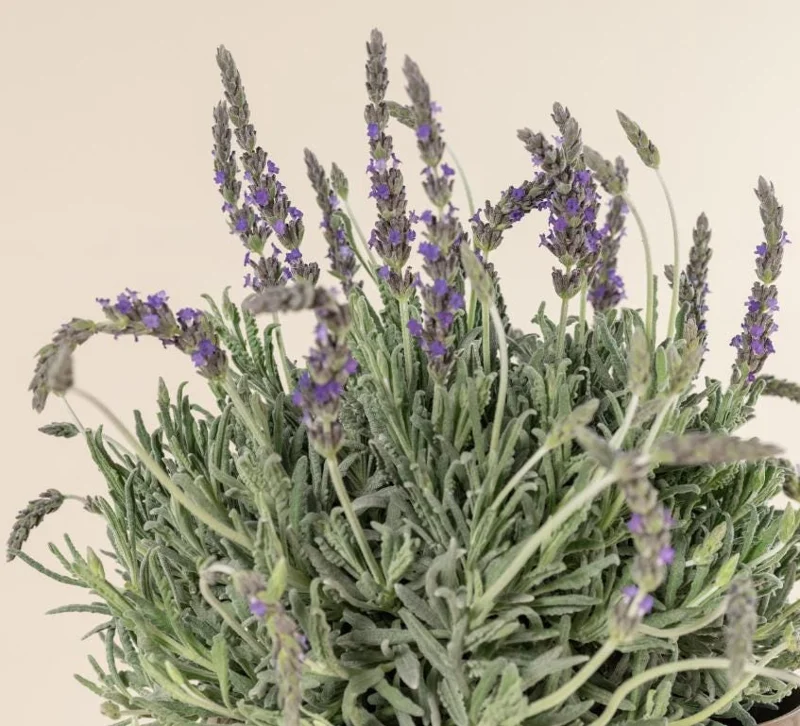 Set of 2 Lavender Live Plants – 3-6" Tall – Fragrant Herb for Garden, Pollinators & Containers - Image 1