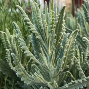 Set of 2 Lavender Live Plants – 3-6