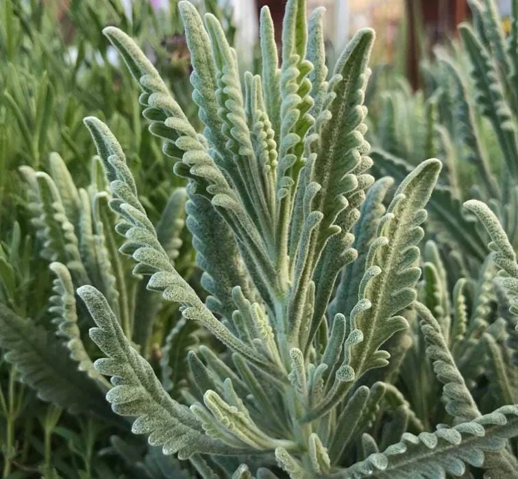 Set of 2 Lavender Live Plants – 3-6" Tall – Fragrant Herb for Garden, Pollinators & Containers - Image 4