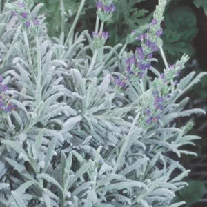 Set of 2 Lavender Live Plants – 3-6