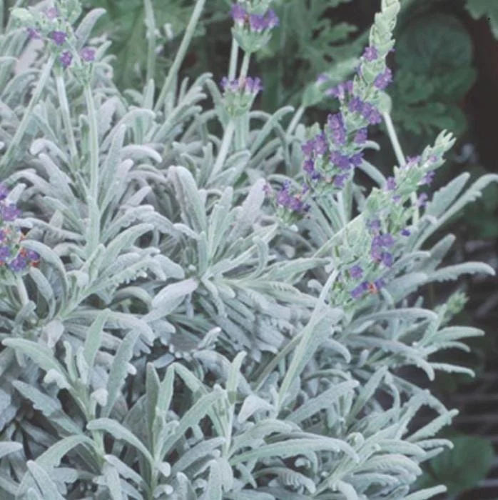 Set of 2 Lavender Live Plants – 3-6" Tall – Fragrant Herb for Garden, Pollinators & Containers - Image 5