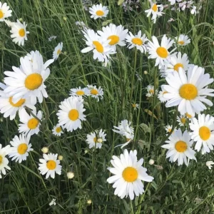 Set of 2 Ox Eye Daisy Live Plants – Perennial Flowers for Outdoor Gardens - Image 2