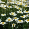 Set of 2 Ox Eye Daisy Live Plants – Perennial Flowers for Outdoor Gardens - Image 1