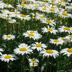 Set of 2 Ox Eye Daisy Live Plants – Perennial Flowers for Outdoor Gardens - Image 1