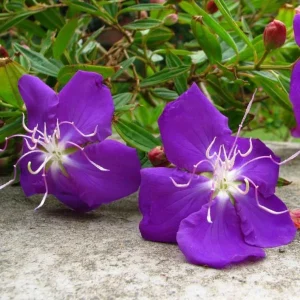 Set of 2 Purple Tibouchina Live Plants in Pot - Vibrant Flowering Shrub - Image 2