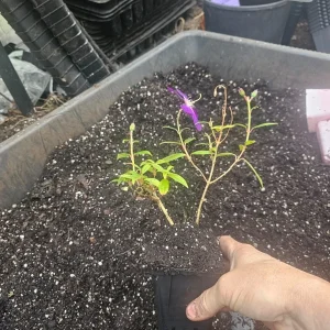 Set of 2 Purple Tibouchina Live Plants in Pot - Vibrant Flowering Shrub - Image 3