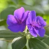 Set of 2 Purple Tibouchina Live Plants in Pot - Vibrant Flowering Shrub - Image 1