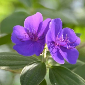 Set of 2 Purple Tibouchina Live Plants in Pot - Vibrant Flowering Shrub - Image 1