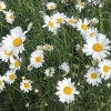 Set of 4 Ox Eye Daisy Live Plants – Leucanthemum Vulgare – Outdoor Perennial Flowers - Image 1