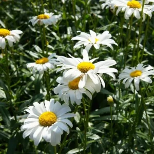 Set of 4 Ox Eye Daisy Live Plants – Leucanthemum Vulgare – Outdoor Perennial Flowers - Image 4
