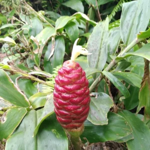 Shampoo Ginger Live Plant (Zingiber zerumbet) - 6-8 Inches Tall Tropical Starter - Image 2