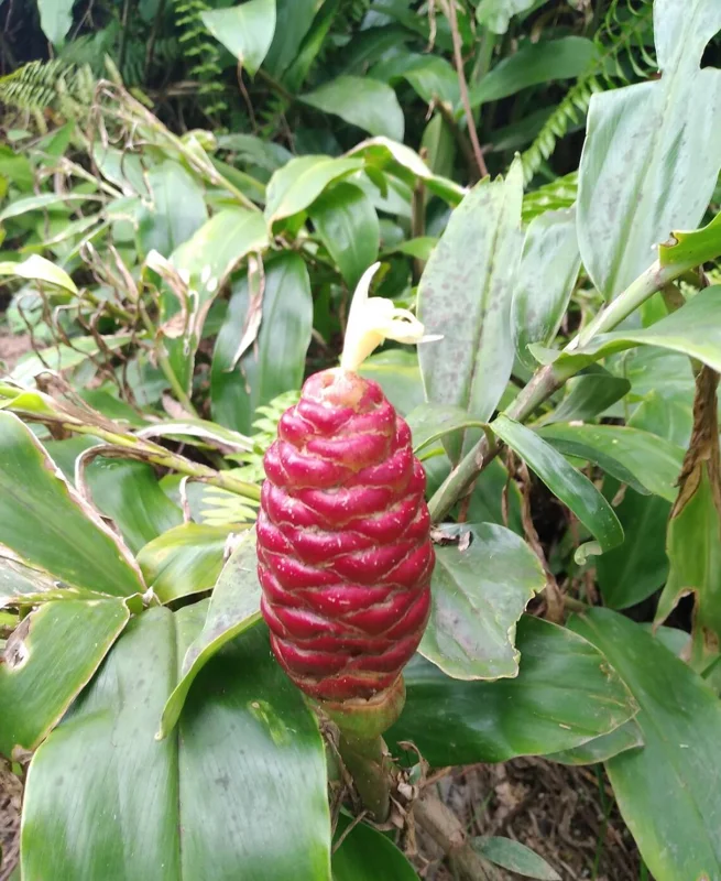 Shampoo Ginger Live Plant (Zingiber zerumbet) - 6-8 Inches Tall Tropical Starter - Image 2