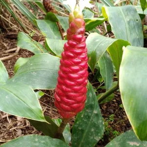 Shampoo Ginger Live Plant (Zingiber zerumbet) - 6-8 Inches Tall Tropical Starter - Image 3