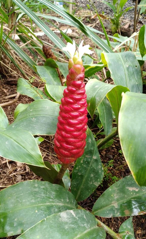 Shampoo Ginger Live Plant (Zingiber zerumbet) - 6-8 Inches Tall Tropical Starter - Image 3