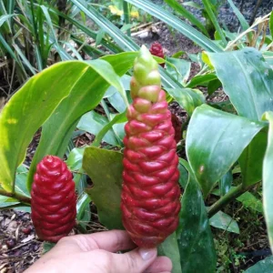 Shampoo Ginger Live Plant (Zingiber zerumbet) - 6-8 Inches Tall Tropical Starter - Image 4