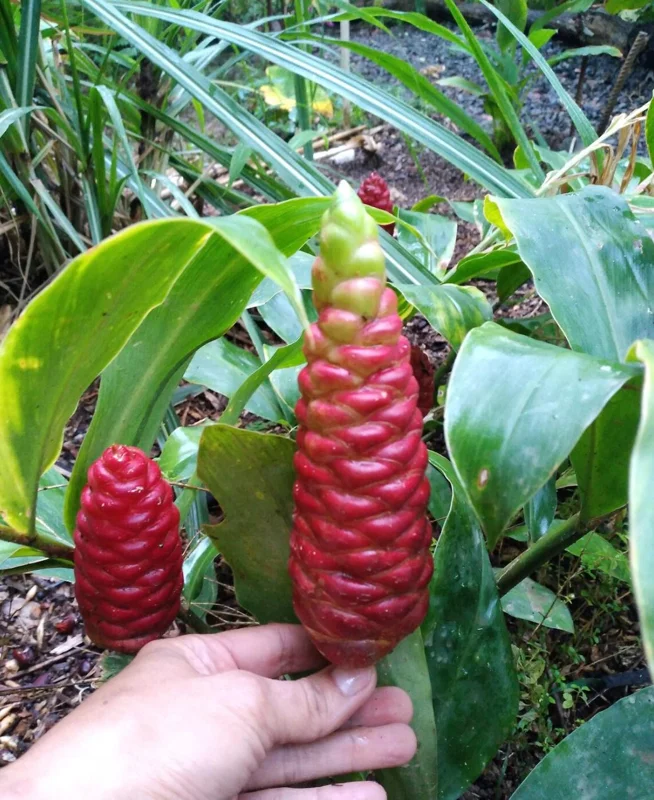 Shampoo Ginger Live Plant (Zingiber zerumbet) - 6-8 Inches Tall Tropical Starter - Image 4