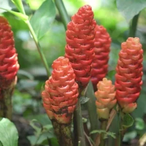 Shampoo Ginger Rhizomes - 5 Pack, Live Bare Root, Zingiber zerumbet - Image 3