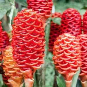 Shampoo Ginger Rhizomes - Live Plant - Zingiber zerumbet - Pack of 4 - Image 2