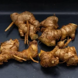 Shampoo Ginger Rhizomes - Live Plant - Zingiber zerumbet - Pack of 4 - Image 3