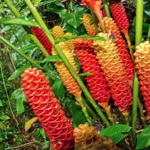Shampoo Ginger Rhizomes - Live Plant - Zingiber zerumbet - Pack of 4 - Image 7