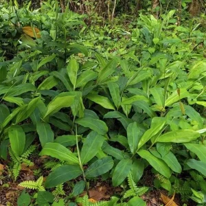 Shampoo Ginger Rhizomes - Pinecone Ginger Plant (Zingiber zerumbet) - 3 Pack - Live Bare Root Tropical Perennial - Image 4