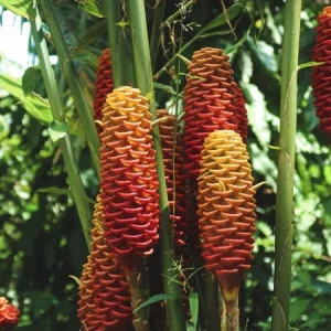 Shampoo Ginger Rhizomes - Pinecone Ginger Plant (Zingiber zerumbet) - 3 Pack - Live Bare Root Tropical Perennial - Image 5