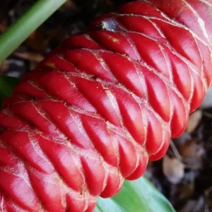 Shampoo Ginger Rhizomes - Pinecone Ginger Plant (Zingiber zerumbet) - 3 Pack - Live Bare Root Tropical Perennial - Image 7