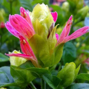 Shrimp Plant Fruit Cocktail - Beloperone Guttata - Live Starter Plants (3-Pack, 4-6 Inches Tall) - Indoor/Outdoor - Image 4