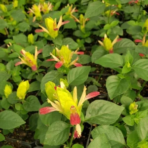 Shrimp Plant Fruit Cocktail - Beloperone Guttata - Live Starter Plants (3-Pack, 4-6 Inches Tall) - Indoor/Outdoor - Image 5
