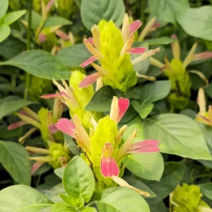 Shrimp Plant Fruit Cocktail - Beloperone Guttata - Live Starter Plants (3-Pack, 4-6 Inches Tall) - Indoor/Outdoor - Image 6