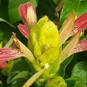 Shrimp Plant Fruit Cocktail - Beloperone Guttata - Live Starter Plants (3-Pack, 4-6 Inches Tall) - Indoor/Outdoor - Image 7