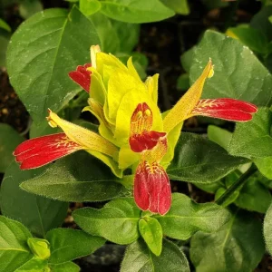 Shrimp Plant Fruit Cocktail - Beloperone Guttata - Live Starter Plants (3-Pack, 4-6 Inches Tall) - Indoor/Outdoor - Image 1